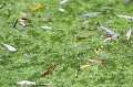 <br><br>Nom anglais : Edidle Frog
<br>Mesure qui pourrait être mises en œuvre pour enrayer la régression des grenouilles vertes :
     <br><br>* Réaliser un inventaire scientifique afin d'identifier les types exacts de populations, les conséquences des introductions les plus diverses effectuées récemment et les populations pures de Grenouilles vertes subsistant en France. Un programme particulier de conservation pourrait être nécessaire pour cette espèce.
<br><br>Photo réalisée en France, dans l'Allier (Auvergne)
<br><br>  